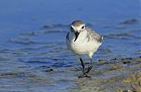 Wrybill